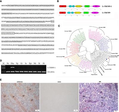 A Novel TRIM9 Protein Promotes NF-κB Activation Through Interacting With LvIMD in Shrimp During WSSV Infection